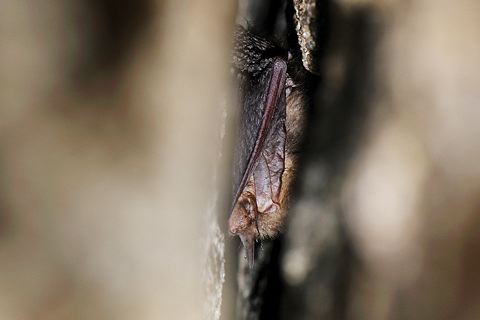 Braunes Langohr (Plecotus auritus) im Winterschlaf